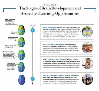 Development | Centre For Educational Neuroscience